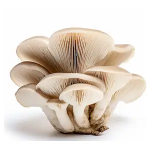 oyster mushroom (Copy)