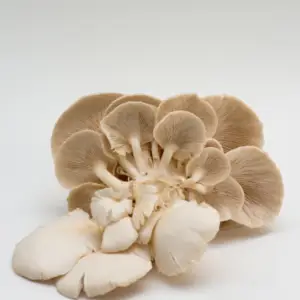 oyster mushroom (Copy)